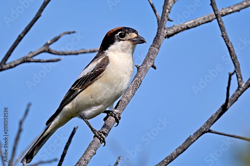 Tableau sur toile Woodchat shrike (Lanius senator), Crete