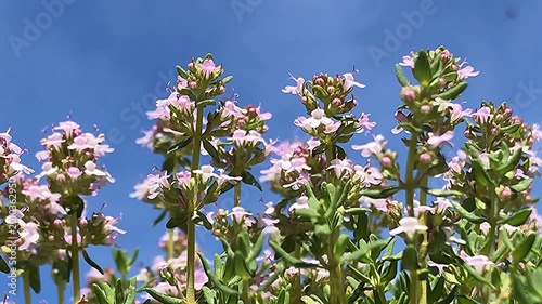Thyme medicinal plant and spice, fresh green herb with flower

