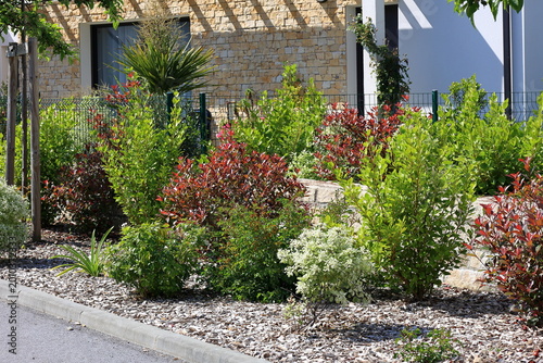 Landscape design. Colorful plants and shrubs along a sidewalk in a sunny area. Photinia Red Robin, Pittosporum tenuifolium Irene Patterson, Choisya ternata, Griselinia littoralis