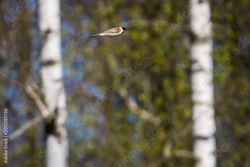 Selective focus photo. Male Common Reed Bunting bird, Emberiza schoeniclus flying past birch trees in spring.
