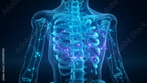 Animating torso model pulsing when sequence starts, showing glowing ribcage nodes for medical study