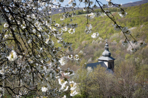 Close-up of a historic village church tower seen through blooming white cherry blossoms in Brdarka, Slovakia