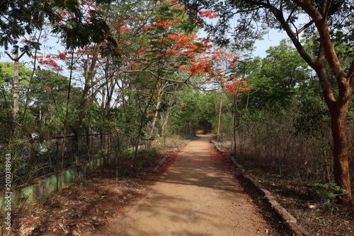 Photography A forest road amid flowering trees in Gundlapochampally of Hyderebad in India
