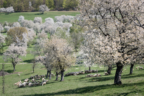 A flock of sheep grazing in a traditional blooming cherry orchard during a sunny spring day at Brdarka, Slovakia