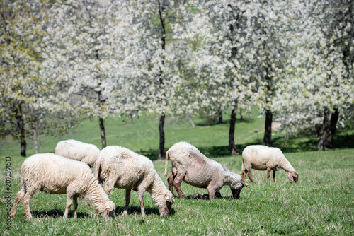 Close-up of sheep grazing in a sunlit meadow with blooming cherry trees in the background, Brdarka, Slovakia