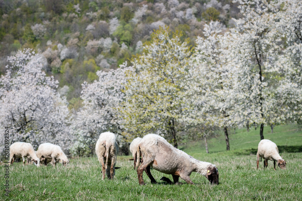 Fototapeta premium Close-up of sheep grazing in a sunlit meadow with blooming cherry trees in the background, Brdarka, Slovakia