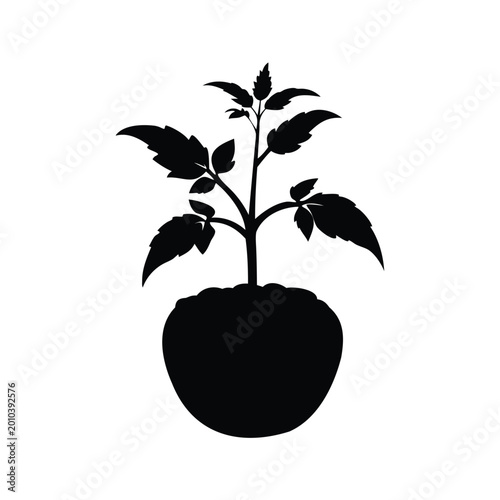 Photos Silhouette of young tomato seedling in black and white minimalist vector illustr