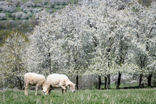 A flock of sheep grazing in a traditional blooming cherry orchard during a sunny spring day, Brdarka, Slovakia