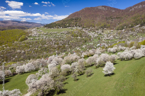 Aerial view of hundreds of blooming cherry trees surrounding a small traditional village Brdarka in spring, Slovakia