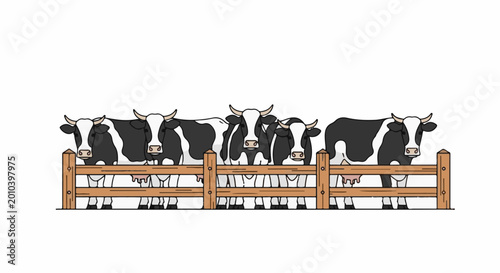 Five black and white cows standing behind a wooden fence