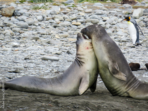 Young Elephant Seals jousting