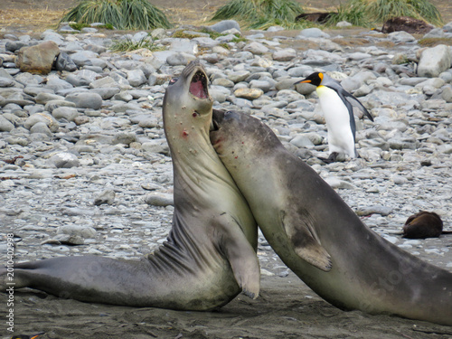 Young Elephant Seals jousting