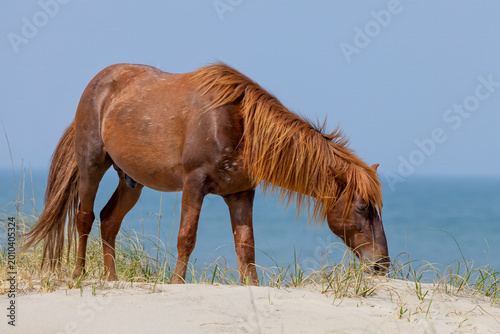 Canvas Print "Dune Grazer"