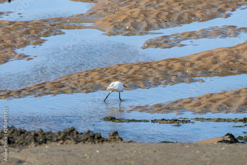 great blue heron