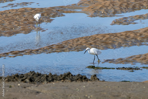 great blue heron