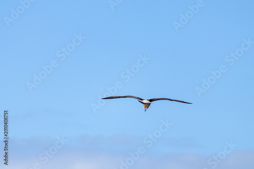 seagull in flight