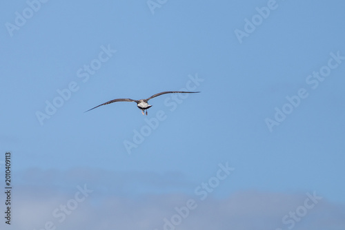 seagull in flight