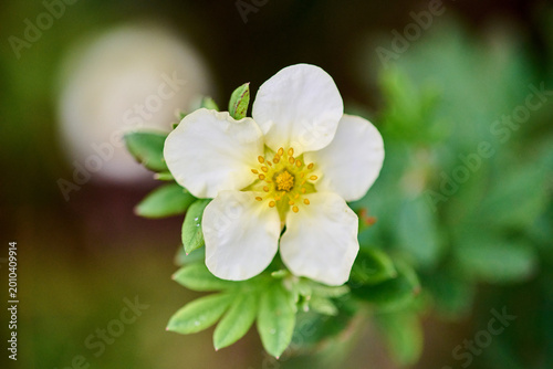 Close-up of delicate white dasiphora fruticosa flower in natural green background
