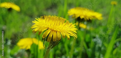 dandelion on green grass