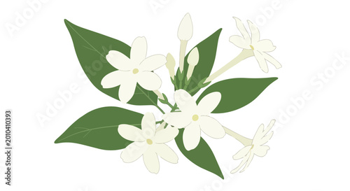 Beautiful White Jasmine Flower Branch with Green Leaves Botanical Illustration