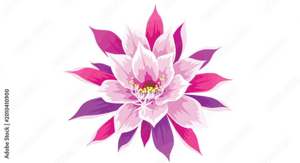 Fototapeta premium Beautiful Pink and Purple Cactus Flower Illustration Blooming on White Background