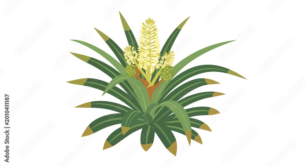 Fototapeta premium Botanical Illustration of a Blooming Bromeliad Plant with Green Spiky Leaves and Yellow Flowers Isolated on White Background