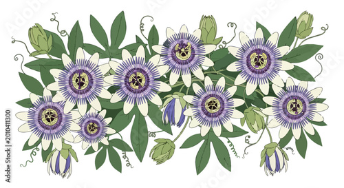 Horizontal Illustration of Purple Passion Flowers with Green Leaves and Vines on White Background