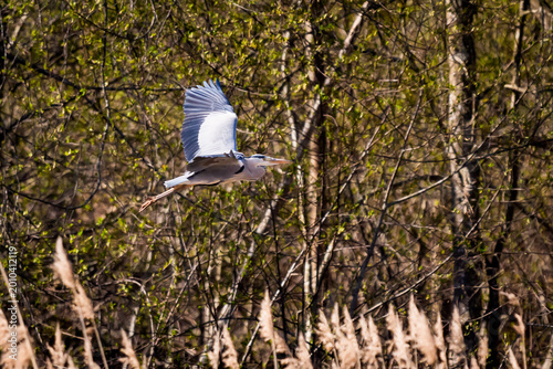 Selective focus photo. Grey Heron bird, Ardea cinerea flying over a reed bed with a forest background.
