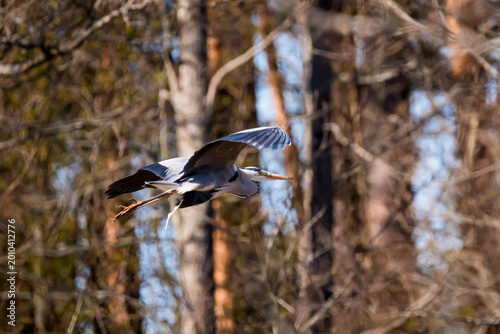 Selective focus photo. Grey Heron bird, Ardea cinerea in flight, defecating mid-air, a natural biological process.