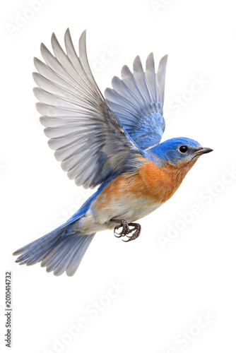 Принти на полотні Eastern bluebird in mid-flight with wings spread against png isolated transparen