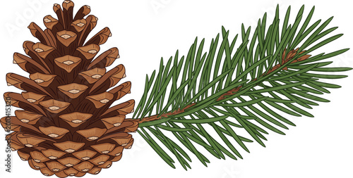Tableau sur toile Pine cone with evergreen branch vector illustration, detailed natural forest ele
