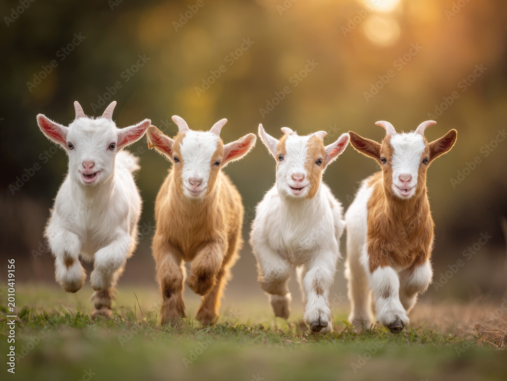 Fototapeta premium group of cute baby goats running on green grass at sunset in farm field funny domestic animals playing together in nature rural landscape background young livestock and farming concept