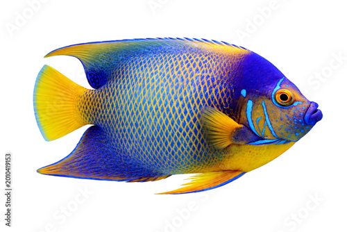 Photos Vibrant blue and yellow angelfish swimming in dark water with detailed png isola