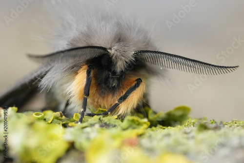 Photos Facial closeup on a muslin moth Diaphora mendica with spread antenna