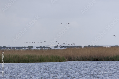 Birds flying over Tagus River estuary on overcast day