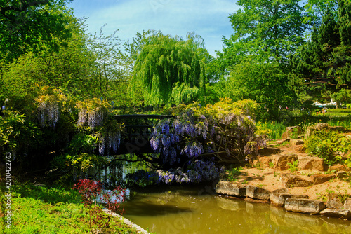 Pretty vibrant scene of a lake with a bridge crossing over it,  covered in beautiful Wisteria in full bloom, surrounded by lush green shrubs and trees