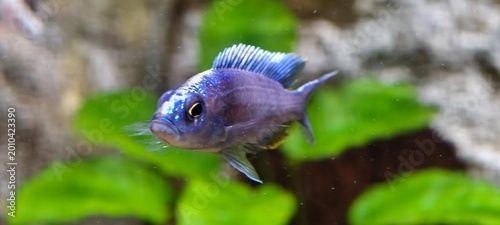 Quadro su tela Malawian cichlid an a quarium fish with metallic blue and purple body, prominent dorsal fin, and yellow accents near lower fins