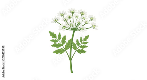 Wild Cow Parsley Plant with Tiny White Flowers and Green Leaves Illustration isolated on white background