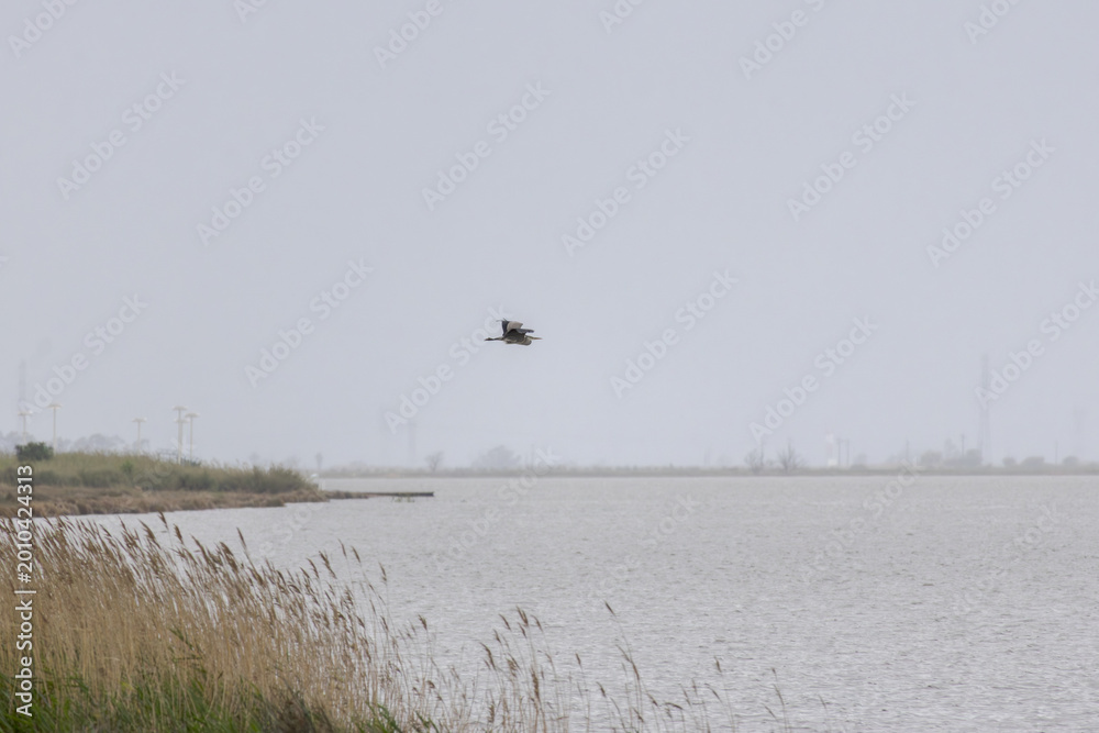 Fototapeta premium Heron flying over Tagus River wetland on a foggy morning