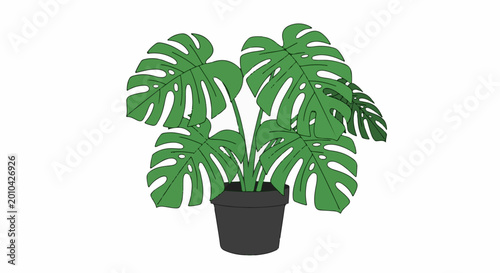 A green monstera plant with large, perforated leaves in a dark pot