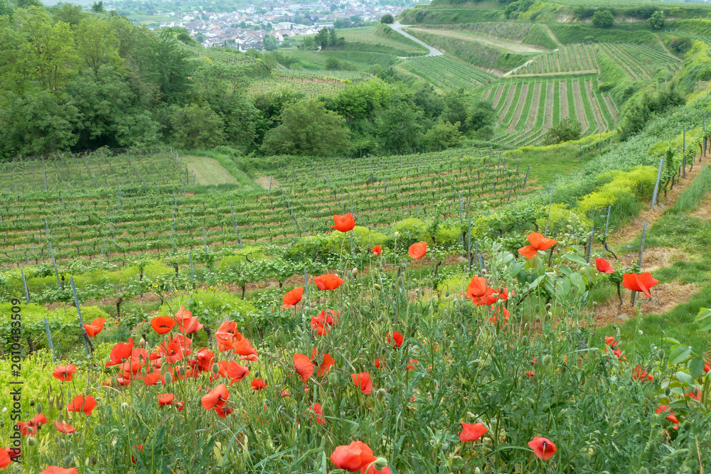 Fototapeta premium Wild Poppies Over Vineyard Hills