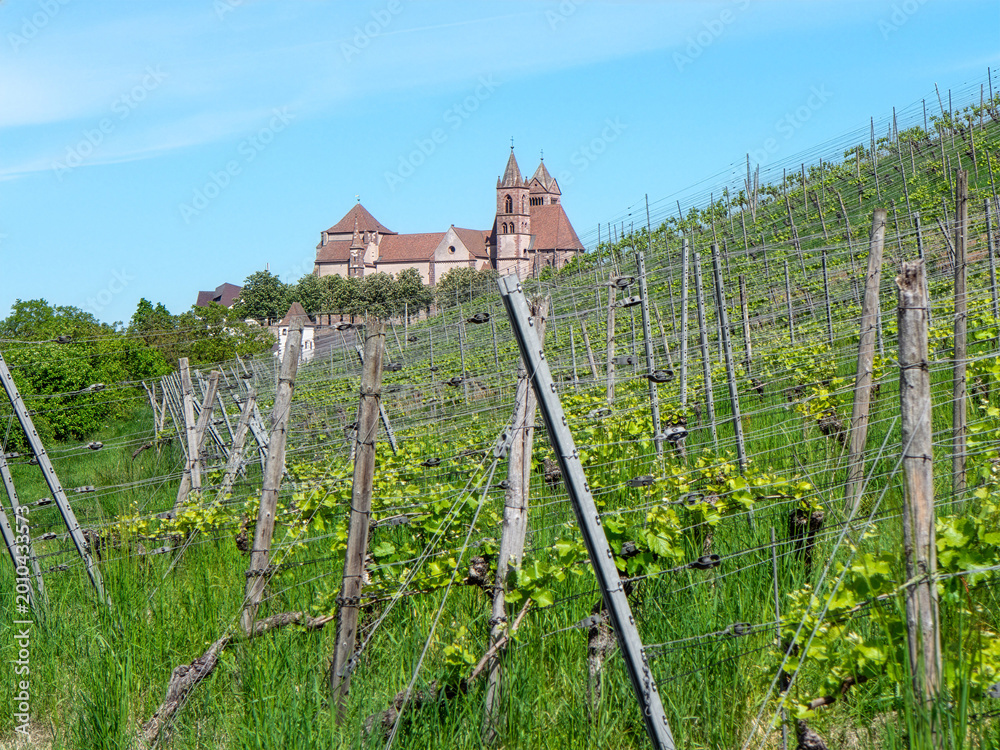 Obraz premium Breisach St. Stephen's Cathedral Wine Country Abbey View