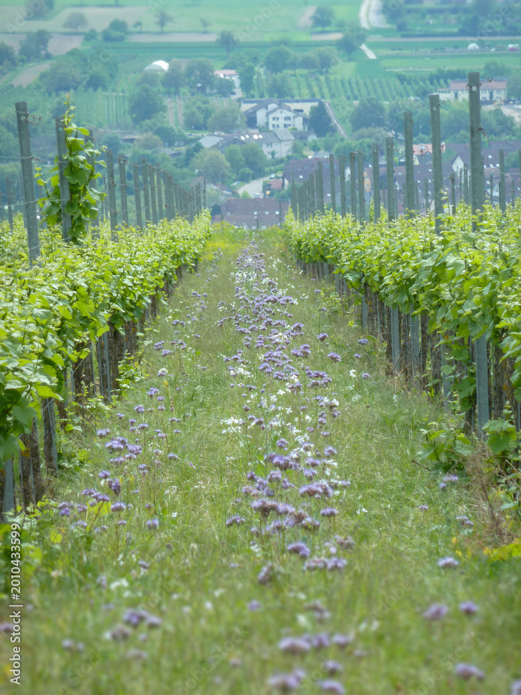 Fototapeta premium Ihringen Kaiserstuhl Germany Lush Vineyard Pathway