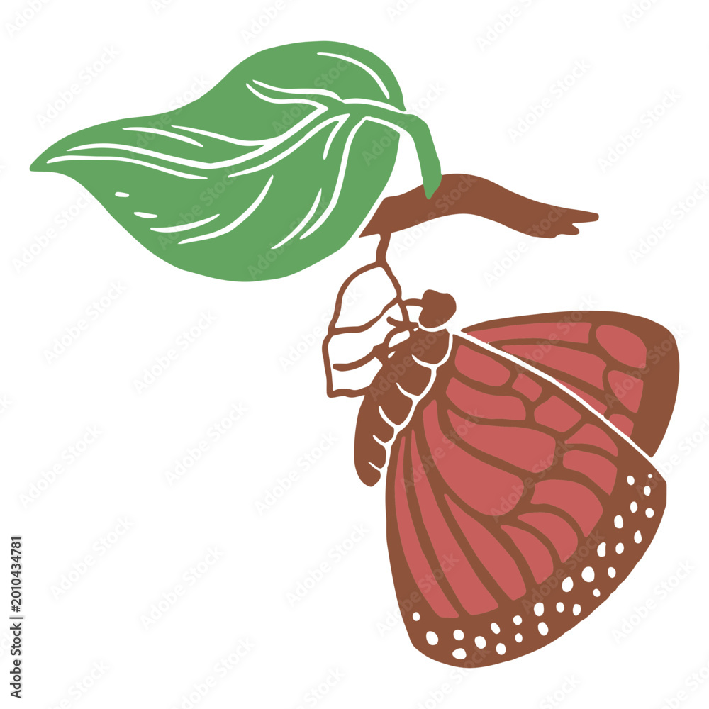 Fototapeta premium Butterfly undergoing metamorphosis 