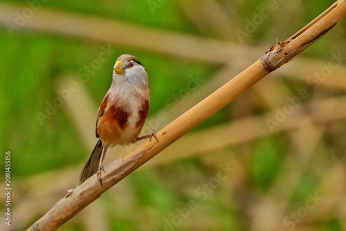 Canvastavla red backed shrike