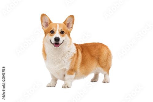 Obraz na plátně Adorable Pembroke Welsh Corgi standing on a clean white background, cheerful expression with perky ears and fluffy coat, perfect for pet, lifestyle, and companion animal concepts