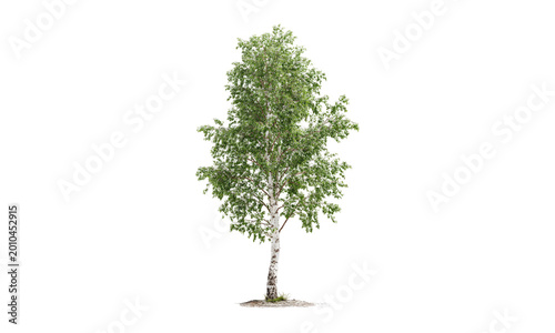 Εκτύπωση καμβά isolated young birch tree with fresh green leaves on white background spring gro