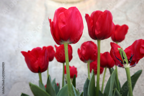 Bild auf Leinwand Splendidi tulipani rossi fioriti in un vaso di terracotta tradizionale su sfondo