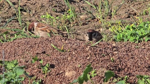 A Group of Tree Sparrows Foraging on Rapeseed Residue in a Garden at Sunset
#027