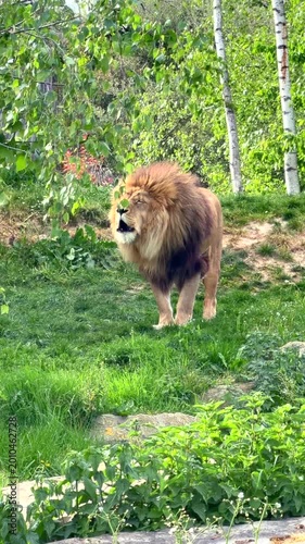 le roi